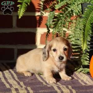 Willow, Dachshund Puppy